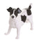 John Beswick Dogs - Black & White Jack Russell