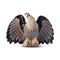 De Rosa Medium Wildlife - Bald Eagle