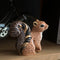 De Rosa The Families - Squirrel