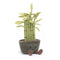 A plush bamboo plant with five green linen stems, red-brown stitches, suede-like leaves, sitting in a suede pot with fluffy soil. It has corded feet and a cheerful face.
