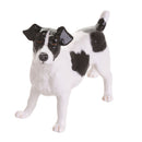 John Beswick Dogs - Black & White Jack Russell