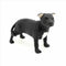 Dog Studies By Leonardo – Black & White Staffordshire Bull Terrier