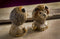 Shop De Rosa Mini Lion Figurine on Bella Casa Gifts & Collectables. Two cute mini lions photoed. 